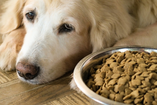 Golden Retriever with inappetance, one of the symptoms of liver cancer in dogs,  laying next to a full bowl of food