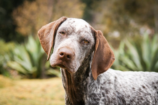 German Shorthaired Pointer outside in the yard