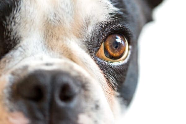 Close-up of a Boston Terrier dog with jaundiced eye whites, which is one sign of end-stage liver disease in dogs