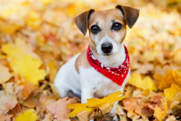 Jack Russell Terrier wearing a red bandana in yellow autumn leaves, photo