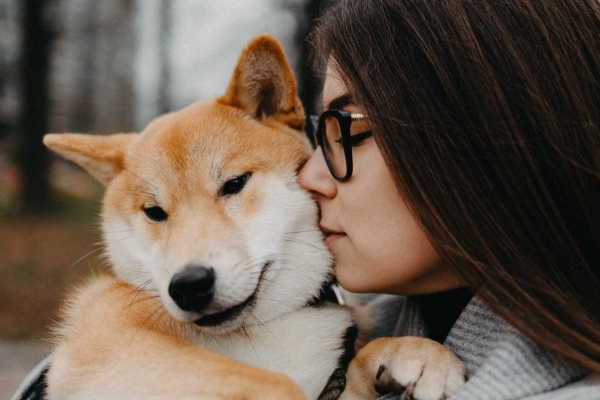 Owner kissing her Shiba Inu dog