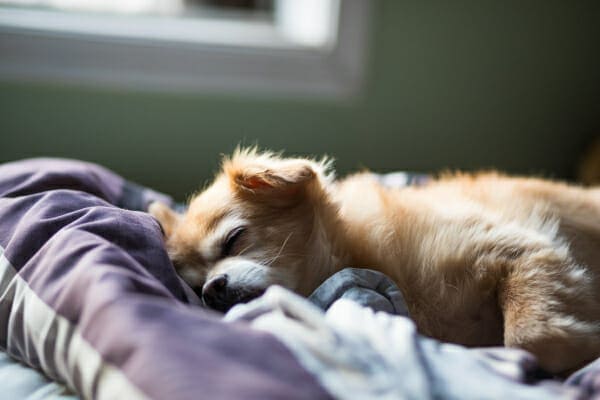 Senior long haired Chihuahua sleeping on the bed, photo