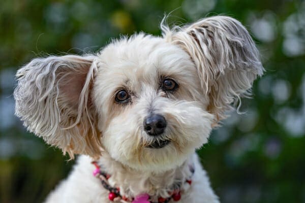 Mixed breed small white dog with ears perked