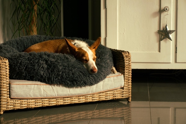 A dog lying on a dog bed with the late day sun shining in to symbolize the difficulty of liver failure in dogs