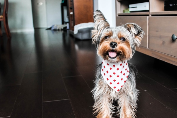 A Yorkshire Terrier dog with one ear up and one ear down  sitting in a kitchen