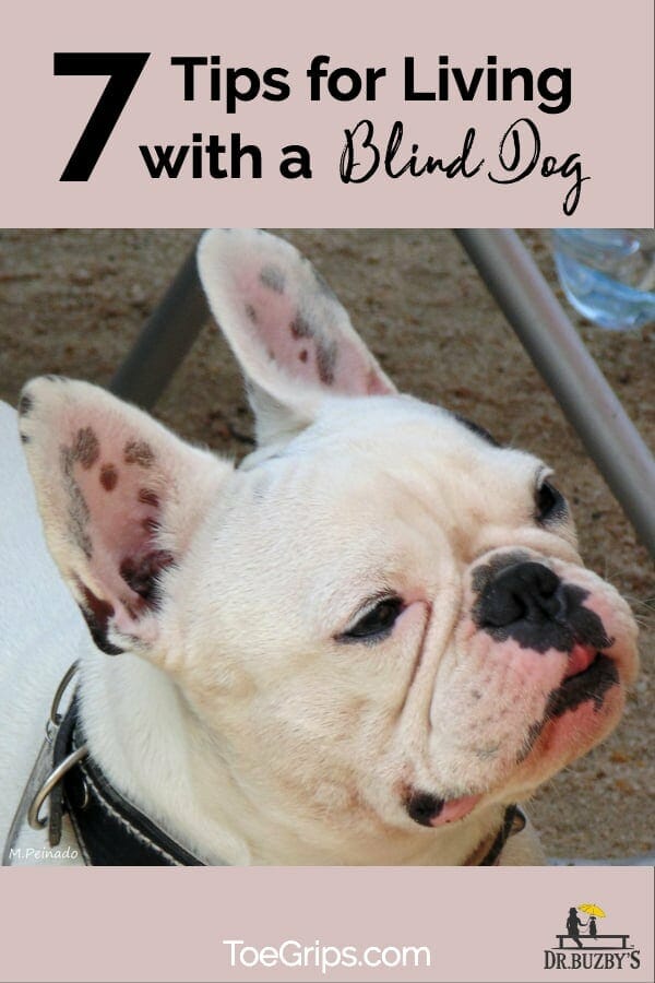 white dog and title 7 Tips for Living with a Blind Dog