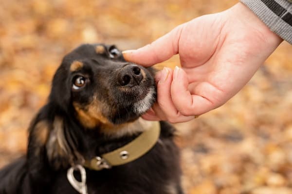 Dog getting a chin rub instead of treats from owner as a way to help a dog lose weight 