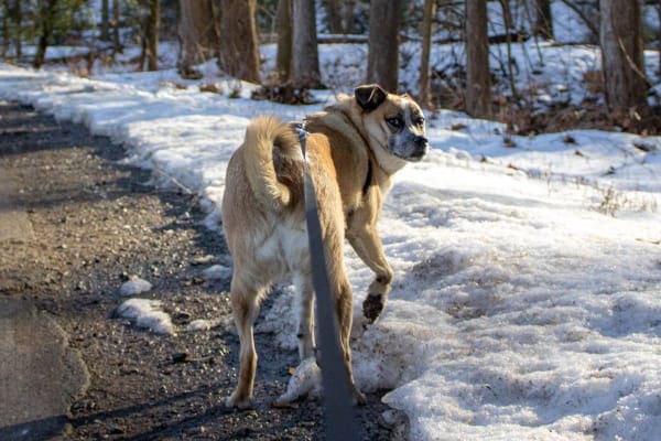 Dog taking a walk on a snowy day as an activity to help a dog lose weight