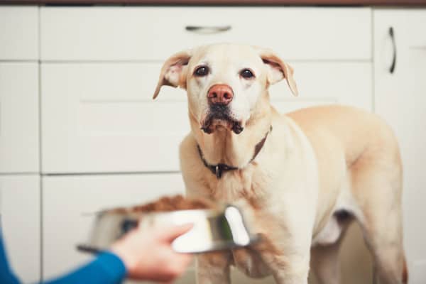 Owner giving an old dog a bowl of food