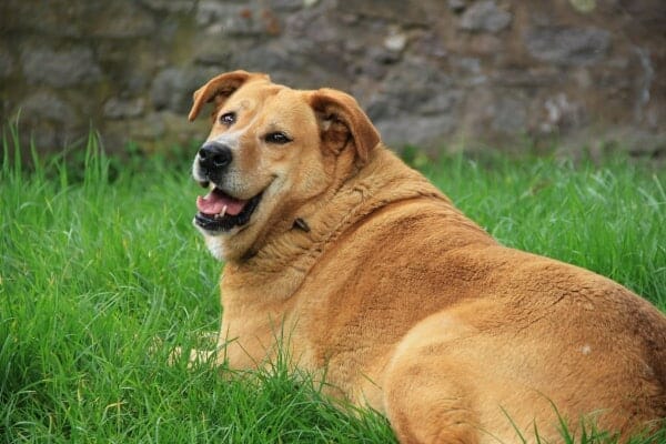Overweight Lab dog who needs help to lose weight lying down in grass