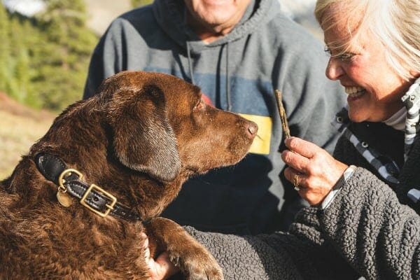 Brown dog getting dog treats from a owner, which will not help a dog lose weight