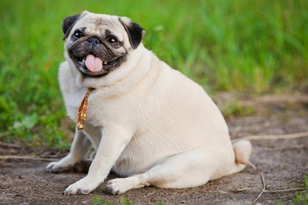 overweight pug sitting down, photo