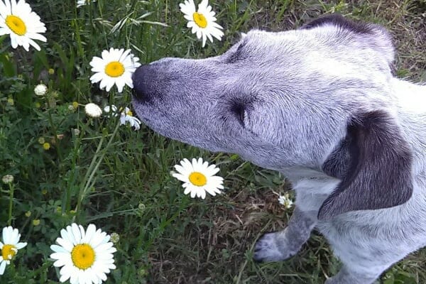 Grey dog smelling a daisy as a way to show your dog you love them