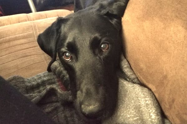 face of dog diagnosed with canine hemangiosarcoma, photo