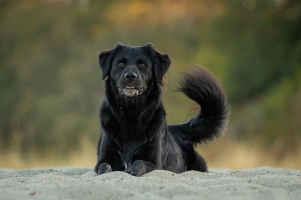 Black dog playing in the sand on a beach