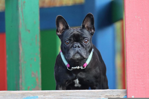 French Bulldog outside on a wooden structure