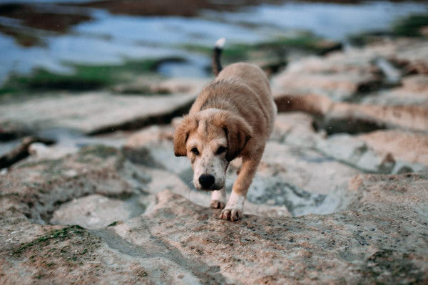 Older dog on a rock near a river