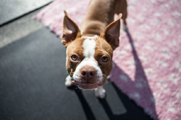 Red Boston Terrier, a breed which can be more prone to luxating patella, looking upwards 