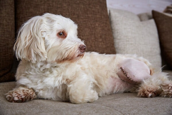 Havanese dog on the couch with back leg shaved from recovering after knee surgery. Surgery may be recommended for  grade three or four luxating patella.