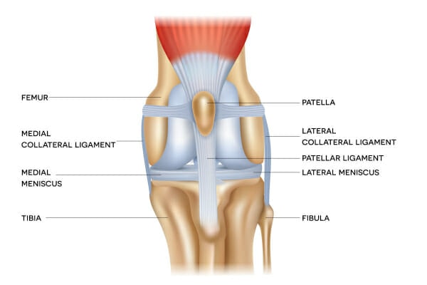 Diagram of the normal canine knee anatomy with a line pointing to the dog patella, which is inside of the large tendon