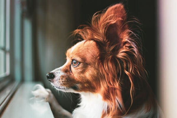 Papillon looking out the window to represent the importance of rest following surgery for luxating patella in dogs