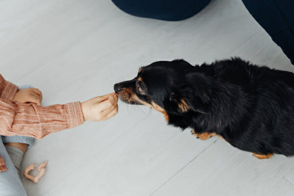 A Terrier mix eating a medication out of the dog parent's hand