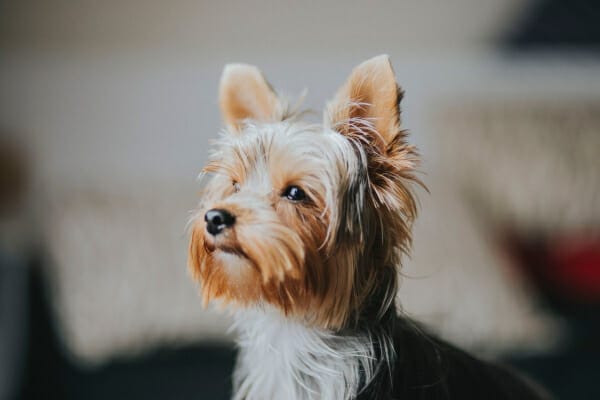 A Yorkie Terrier, a breed of dog more prone to luxating patella, looking out a window, 