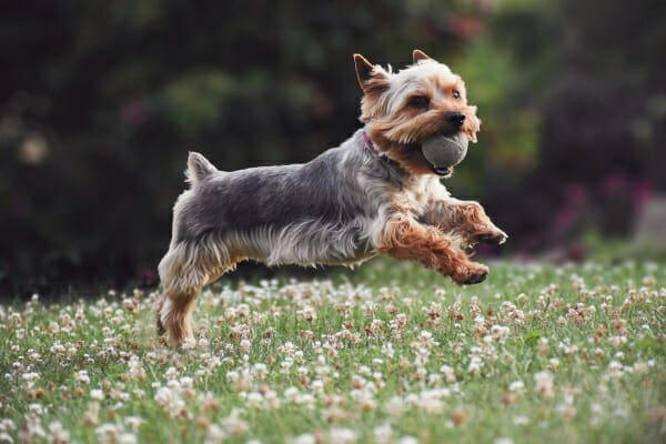 Yorkshire Terrier, a small breed more prone to luxating patella, running through the field with a tennis ball in the mouth, 