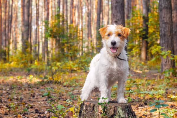 jack russell dog playing in the woods, photo