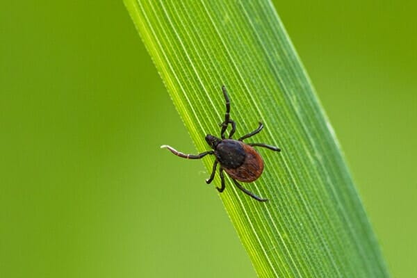 tick on a blade of grass, photo