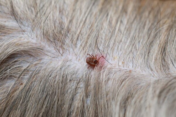 tick embedded in dog's skin
