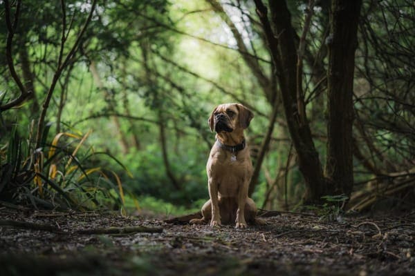 dog sitting in the woods, photo