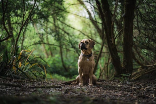 dog sitting in the woods