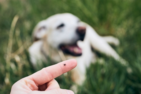 Yellow Lab lying in the grass, the owner showing a tick on their finger