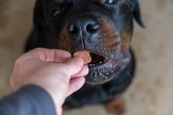 Rottweiler taking a tick preventative from his owner
