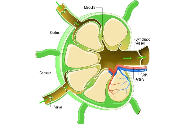 Diagram of a lymph node, photo