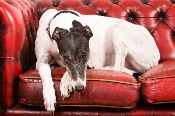 Greyhound lying on a red couch, photo