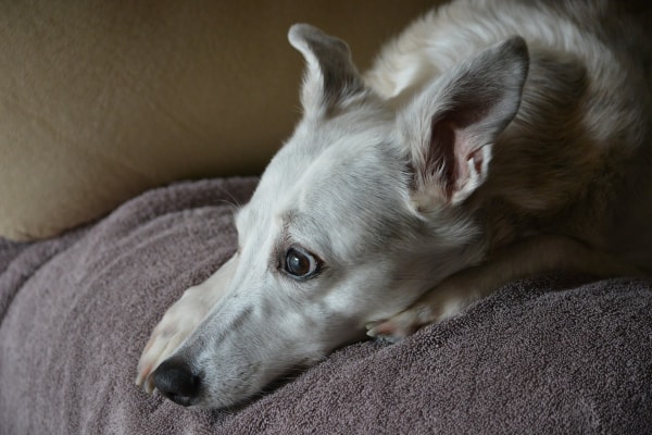 White dog lying on a bed, photo