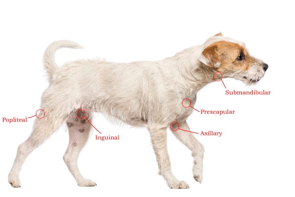 Dog lymph node location chart with lines pointing to 5 places you can feel lymph nodes on a dog, photo