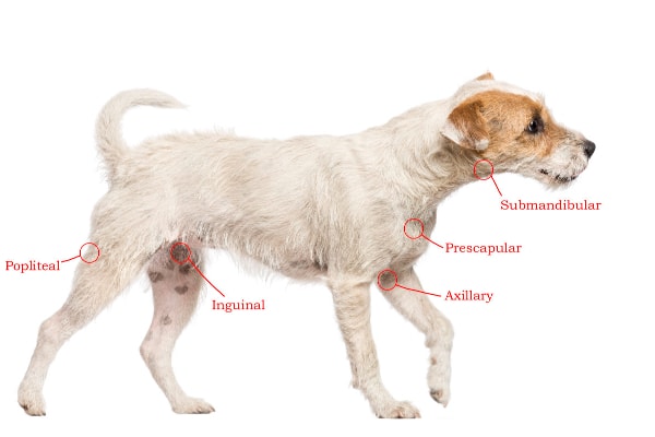 Canine Lymph Nodes Diagram