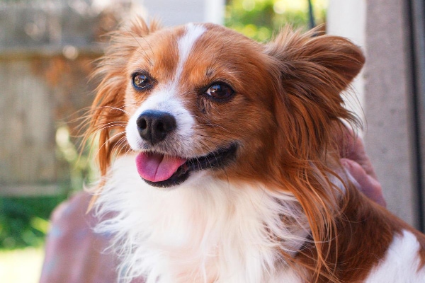 Papillon sitting in owners lap outside, photo