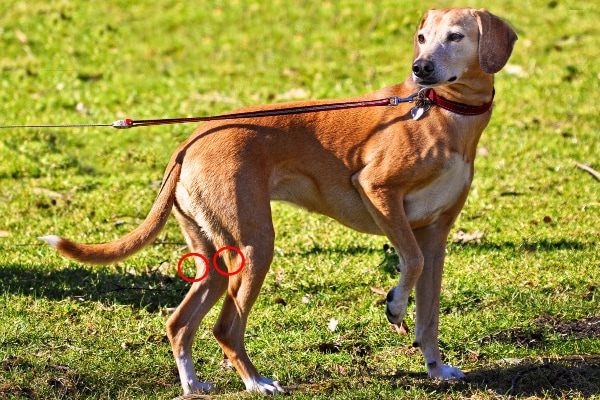 Hound mix on a leash in a grass yard. 2 red circles indicate where the popliteal lymph nodes on the dog can be felt, photo