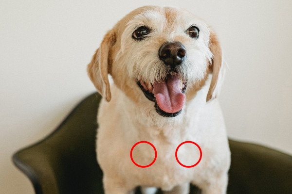 Terrier mix on a green couch. Red circles highlight where the prescapular lymph nodes can be felt on the dog, photo