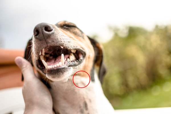 Hound mix being pet by the owner. There is a red circle around where the submandibular lymph node on the dog is, photo