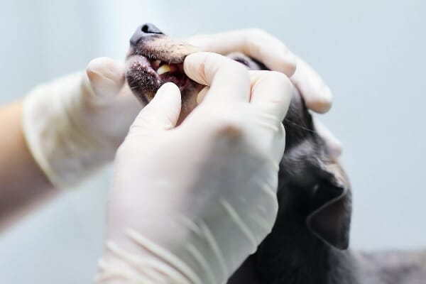 Little dog having his teeth looked at, photo
