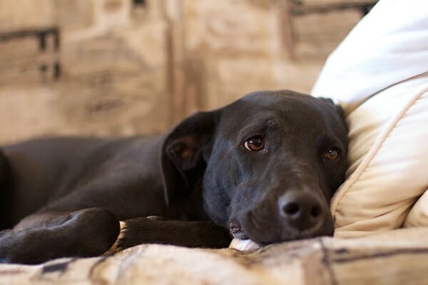 Black Labrador Retriever resting on the couch