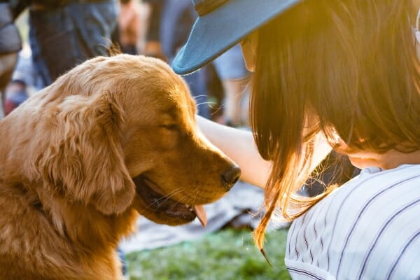 Golden Retriever at the park with his owner