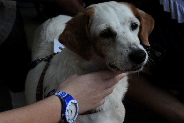 Owner's handing touching her dog's neck to locate lymph nodes