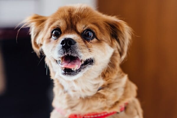 Close-up of a Pomeranian mix's face 