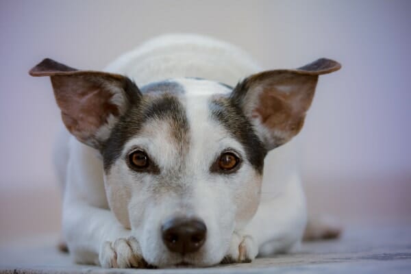 Jack Russell Terrier lying down looking forward